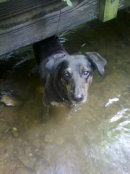 Reference photograph for Alyesha's dog