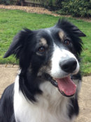 Reference photograph of Barney