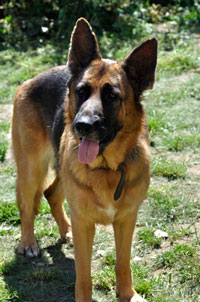 Bella for multiple dog portrait