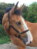 Reference photograph of Branston