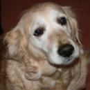 Reference photograph of Daisy