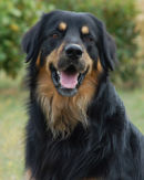 Reference photograph of Duke