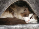 This is Gizmo you can read his story by clicking on his painting