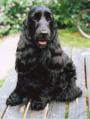 Reference photograph for Gus