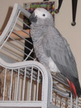 Reference photograph for Captain Parrot