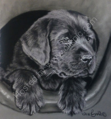 Labrador puppy