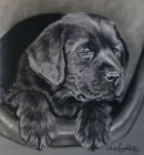 Labrador puppy