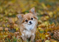 Reference photograph for Lola
