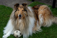 Maggie for multiple dog portrait
