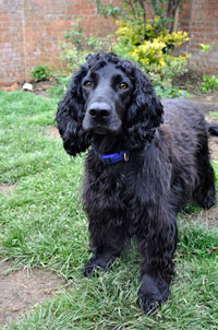 Marmite for multiple dog portrait