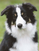 Reference photograph of Jon's dogs