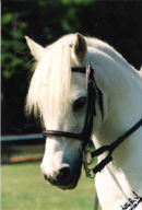 Photograph of Nobby