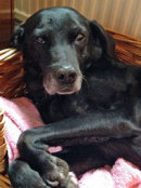 Reference photograph for Peggy