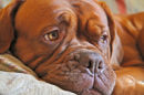 Reference photograph for Roxy