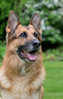 Reference photograph of Sam