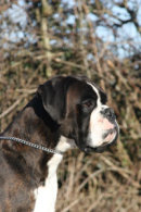 Reference photograph for Titus