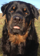 Reference photograph for Zac