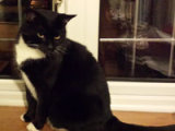 Reference photograph for Zorro