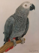 African Grey Parrot
