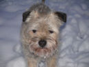 Reference photograph for Alfie