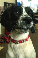 Reference photograph of Pip
