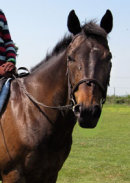 Reference photograph of Alfie and Sixpence