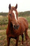 Reference photograph for Merlin and Sprint