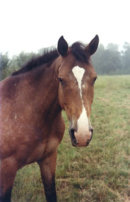 Reference photograph for Merlin and Sprint
