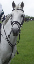 Reference photograph of Horses for Liz