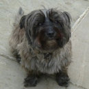 Reference photograph for Georgie