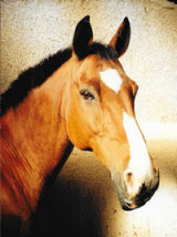 Photograph of Apollo
