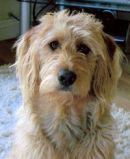 Reference photograph for Archie
