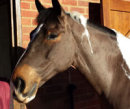 Photograph of Barney