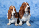 Reference photograph for Penny and Monty