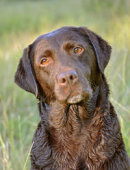 Reference photograph of Milly