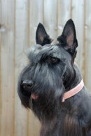 Reference photograph for Bella