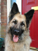 Reference photograph of Bella