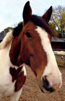 Reference photograph of Bertie