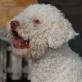 Reference photograph of Berty