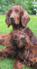 Reference photograph for Barkley and Ted