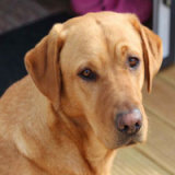 Reference photograph of Bonnie