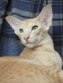 Reference photograph for Boris