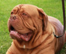 Reference photograph for Boysie