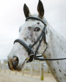Reference photograph of Bruce