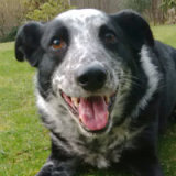 Reference photograph of Buddy