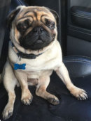 Reference photograph of Buzz