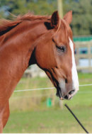Reference photograph of Calypso