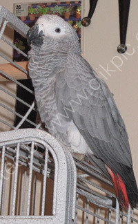 Captain Parrot
