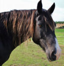 Reference photograph of Cardy