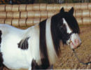 Reference photograph of Charlie